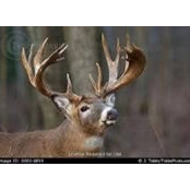 Adam Wright's photo