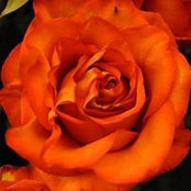 Maria Shal's photo
