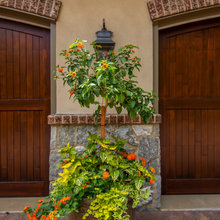 Potted Plants