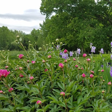 Peonies by the Field