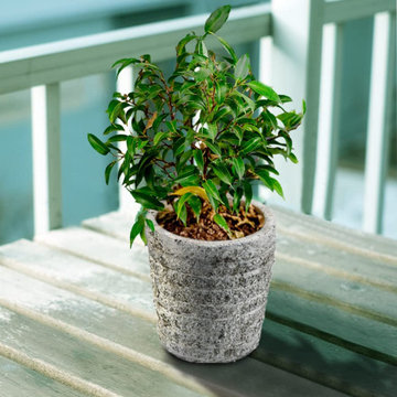Serene Spaces Living Set of 4 Small Aged Stone Planter, 3" Diameter & 3" Tall