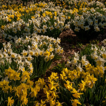 Spring Bulb Blast--Inspiration for a challenging time