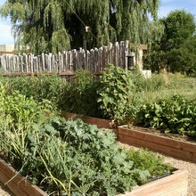 Vegetable Garden