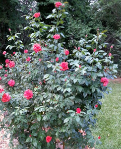 Edmunds' Roses | Houzz Forum