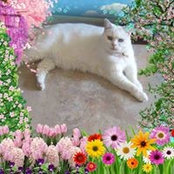 Nancy Lanzillotti's photo
