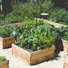 Edible Gardens