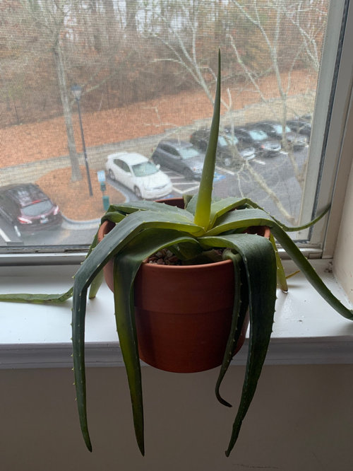 aloe plant limp??