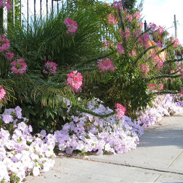 Red Hook - Entrance Gardens