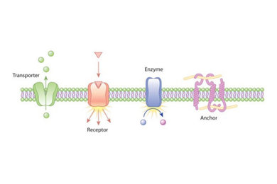 membrane proteins