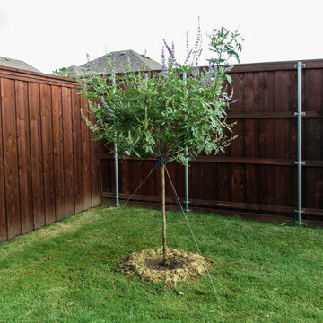 Single Trunk 'Shoal Creek' Vitex Tree