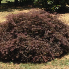 Japanese Maple for sale