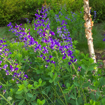 Prairie Garden