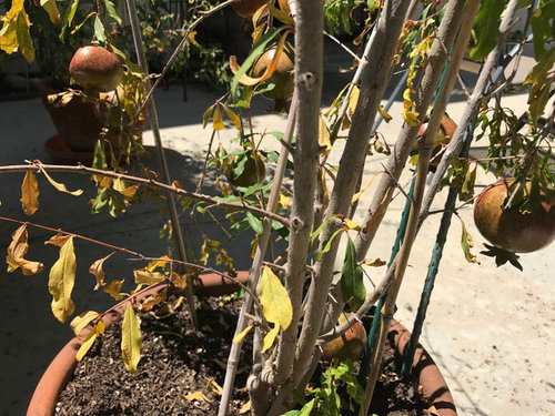 Help Pomegranate Tree Looks Sick Leaves Turning Yellow