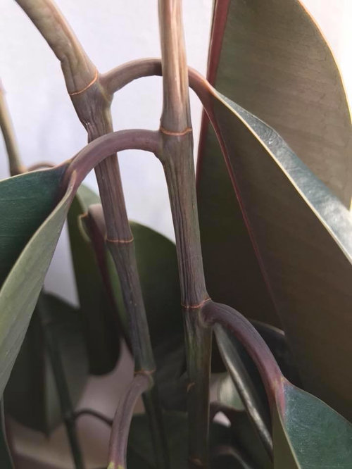 Rubber plant tree wilting but not dying? Help please!