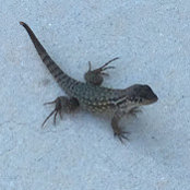 Michael D. Gianneschi's photo