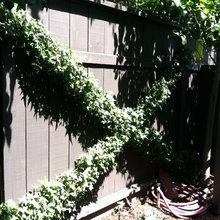 Garden Pics