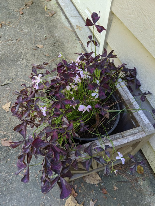 Purple Shamrock Oxalis