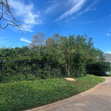 Tree Removal and Emergency Tree Service
