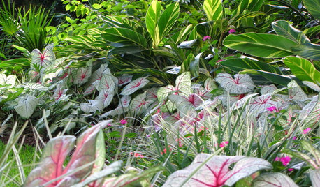 Ditch Shade Garden Gloom the Tropical Way