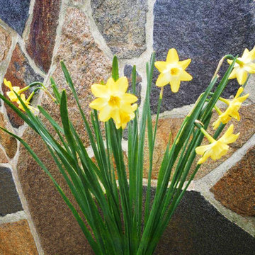 Autumn Is Bulb Planting Season