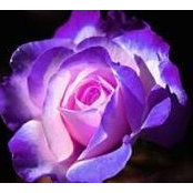 Heather Nolan's photo