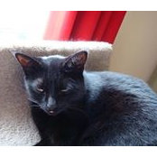 Peter Shaw's photo