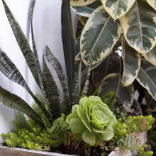 Plants