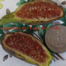 Pino's main crop figs