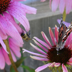 Butterfly Garden - Products