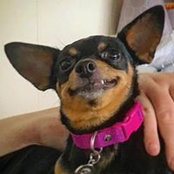 Laurie Cicotello's photo