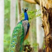 Foto von Sarah Peacock