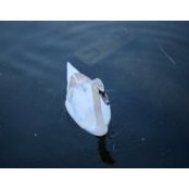 Denise Aiken's photo