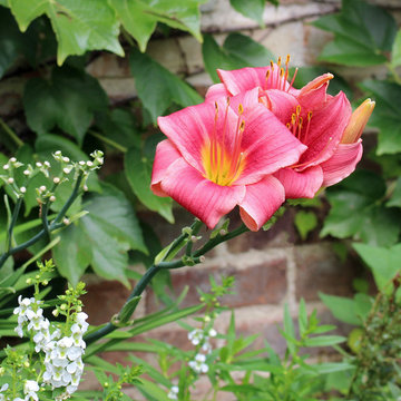 English Perennial Gardens – River Oaks, Houston