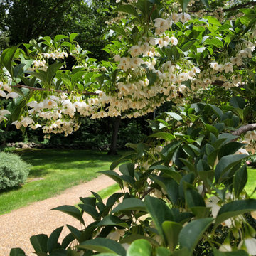 Japanese Snowbell