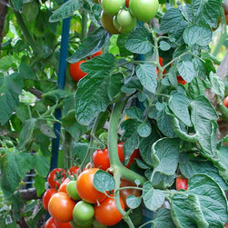 Sweet Cluster Tomato Spiral - Artwork