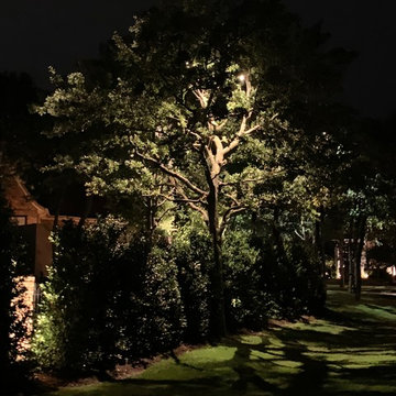 Moonlighting Effect (Tree Lighting)