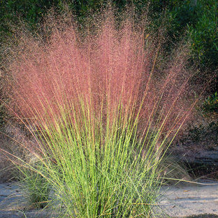 Bamboo Muhly Grass | Houzz