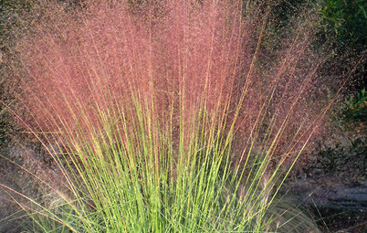 Great Design Plant: Pink Muhly Grass