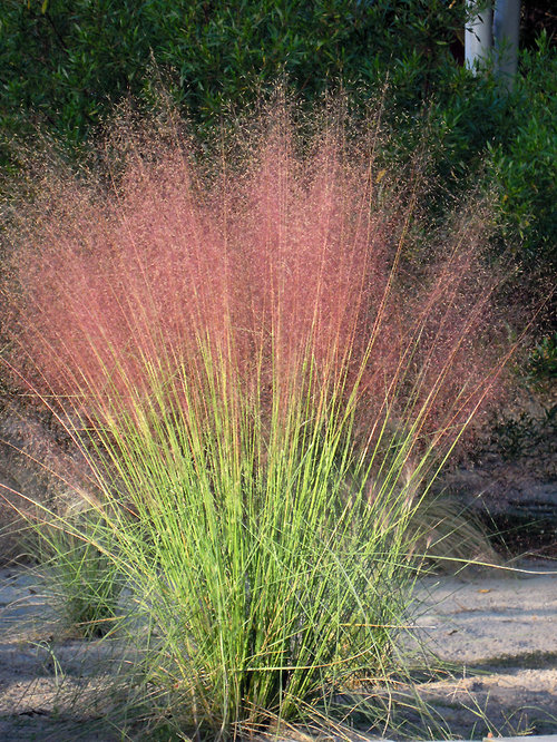 Pink Muhly Grass Ideas, Pictures, Remodel and Decor