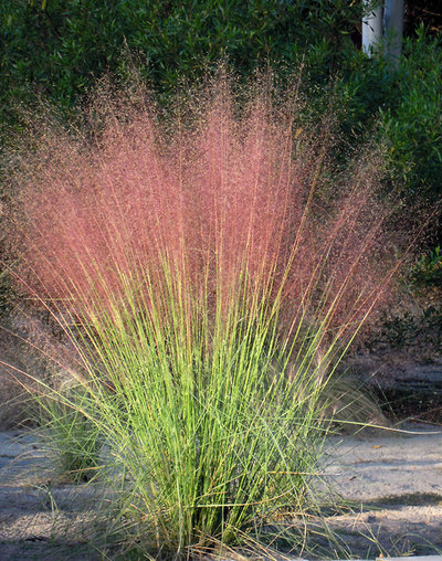 Muhly grass (Muhlenbergia capillaris)