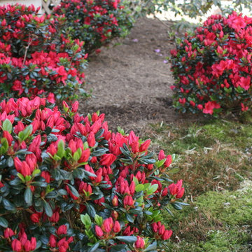 Shade Gardens