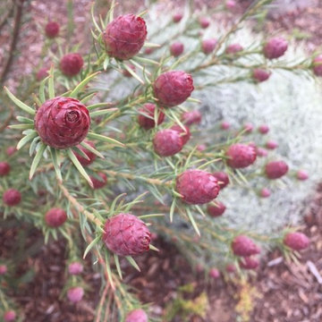 Leucadendron Jubilee Crown
