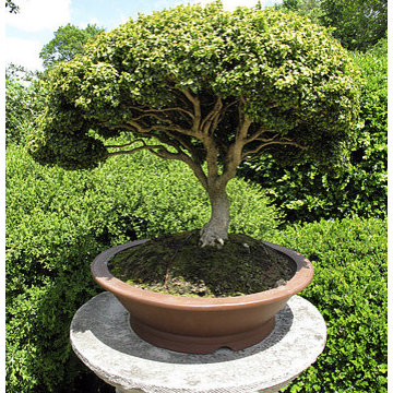 Spring Potting