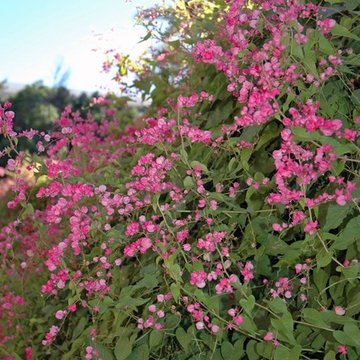 Queen's Wreath Vine