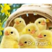 Lisa Wilkey's photo