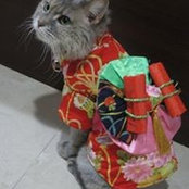 Foto di Ping Chen