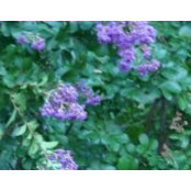 Sherri Eisenstein's photo
