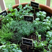 Herb & Veg plantings