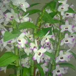 orchids - Products