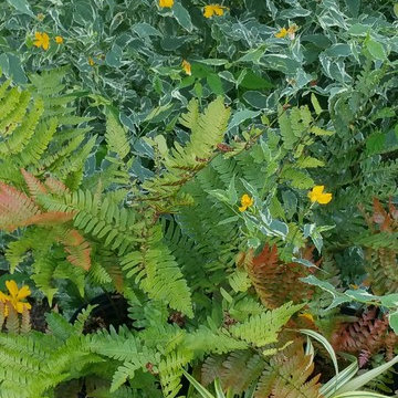 perennial gardens